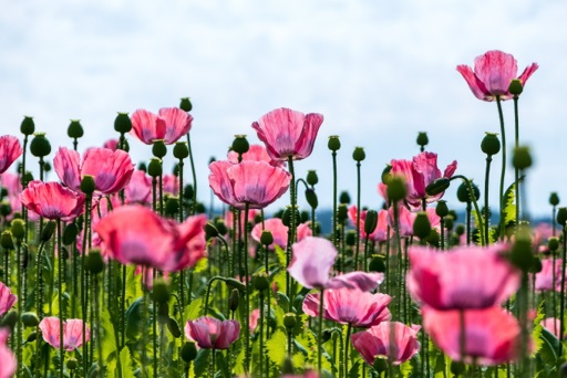 Field of Pink Poppy Flowers